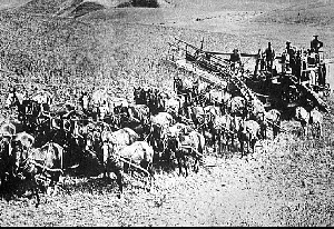 30hrsegsm.gif - old black and white photo of horse drawn farm equipment with many horses