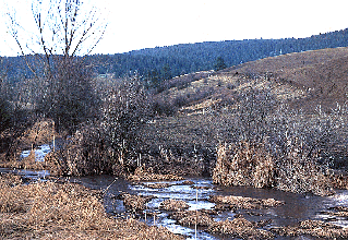 shrbcrsm.gif - photo of riparian area with farm field in background