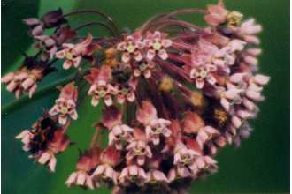 Photo of Asclepias syriaca L.