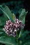 View a larger version of this image and Profile page for Asclepias syriaca L.