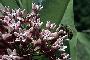 View a larger version of this image and Profile page for Asclepias syriaca L.