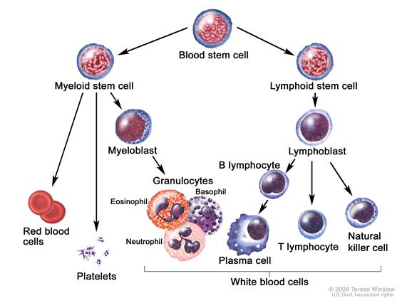 Blood cell development; drawing shows the steps a blood stem cell goes through to become a red blood cell, platelet, or white blood cell. A myeloid stem cell becomes a red blood cell, a platelet, or a myeloblast, which then becomes a granulocyte (the types of granulocytes are eosinophils, basophils, and neutrophils). A lymphoid stem cell becomes a lymphoblast and then becomes a B lymphocyte, T lymphocyte, or natural killer cell. A B lymphocyte may become a plasma cell.