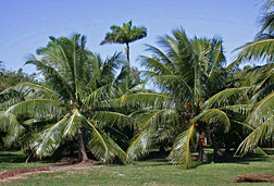 Two Fiji Dwarf (also called “Niu Leka”) coconut trees (foreground) at the Subtropical Horticulture Research Station in Miami, Florida: Click here for full photo caption.