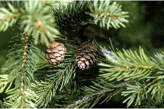 Photo of Picea rubens Sarg.