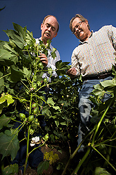 Photo: Scientists inspecting cotton plants. Link to photo information