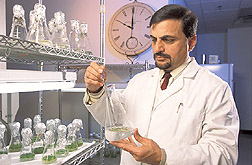 Photo: Plant physiologist Autar Mattoo working with plant samples in a flask. Link to photo information