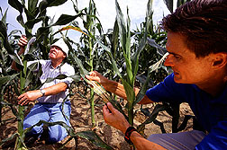 Photo: Researchers compare fungi-resistant and non-fungi resistant corn. Link to photo information
