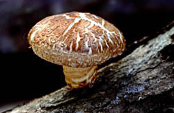 Photo: Shiitake mushroom. Link to photo information