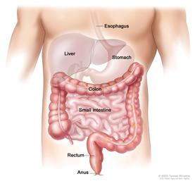Gastrointestinal (digestive) system anatomy; shows esophagus, liver, stomach, colon, small intestine, rectum, and anus.