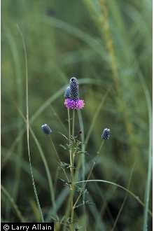 Photo of Dalea purpurea Vent.