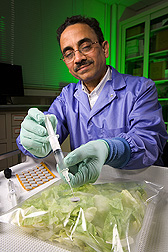 Photo: ARS microbiologist Arvind Bhagwat sampling bagged lettuce. Link to photo information