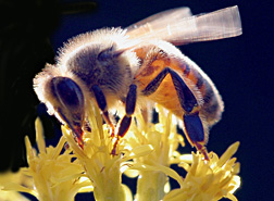 Photo: Honey bee on flower