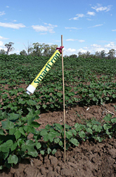 Photo: SmartCrop sensor monitoring cotton plants.