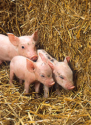 Three piglets: Link to photo information
