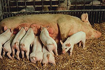 Photo: Piglets nursing. Link to photo information