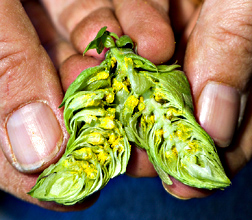 Lupulin glands visible within a split-open hop cone. Link to photo information