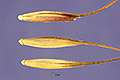 View a larger version of this image and Profile page for Agropyron fragile (Roth) P. Candargy