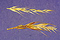 View a larger version of this image and Profile page for Agropyron fragile (Roth) P. Candargy