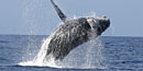 A humpback whale breaches almost entirely out of the water