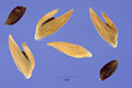 View a larger version of this image and Profile page for Chasmanthium latifolium (Michx.) Yates