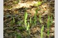 View a larger version of this image and Profile page for Chasmanthium latifolium (Michx.) Yates