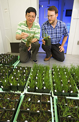 Photo: ARS geneticist Yong Gu (left) and molecular biologist John Vogel examine transgenic Brachypodium plants in a growth chamber. Link to photo information