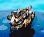 Photo of several zebra mussels clumped together