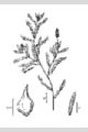 View a larger version of this image and Profile page for Potamogeton crispus L.