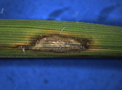 Photo: Typical lesion caused by rice blast fungus. Link to photo information