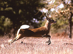 Photo: White-tail deer. Link to photo information