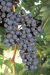 Photo: Grapes. Link to photo information