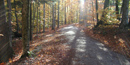 Autumn leaves, lit by the sun, carpet an uphill stretch of a carriage road. NPS Photo.