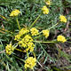 Cook's desert parsley flowers