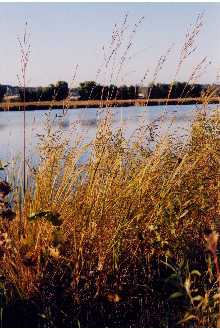 Photo of Spartina pectinata Bosc ex Link