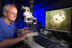 Photo: ARS microbiologist Mark Jackson evaluates spore production by Metarhizium anisopliae. Link to photo information