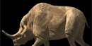 illustration of rhinocerous-like mammal