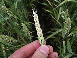 Photo: Wheat head infected with Fusarium head blight. Link to photo information
