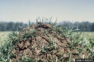 imported fire ant mound