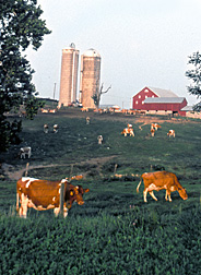 Photo: Dairy cattle grazing. Link to photo information