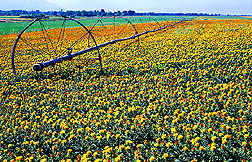 Photo: A field of safflowers. Link to photo information