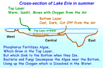 Cross-section of Lake Erie in summer