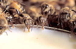 Photo: Honey bees drinking an artificial diet. Link to photo information.