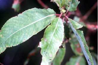 Photo of Salix amygdaloides Andersson
