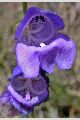 View a larger version of this image and Profile page for Penstemon strictus Benth.