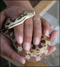 Photo: Person holding a snake
