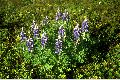 View a larger version of this image and Profile page for Lupinus nootkatensis Donn ex Sims