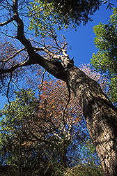 Photo: Oak tree showing early signs of sudden oak death. Link to photo information