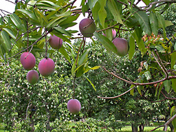 Photo: Mango cultivar Tommy Atkins. Link to photo information