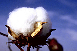 Photo: Cotton boll.