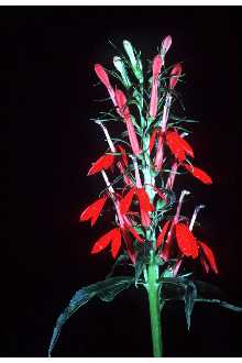 Photo of Lobelia cardinalis L.